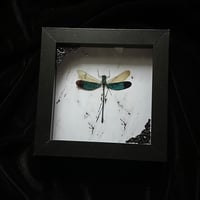 Teal Metalwing Damselfly