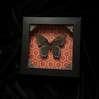 Papilio Glaucus Butterfly- Overlook Hotel