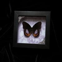 Hypolimnus Pandarus Butterfly - Purple florals