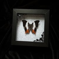 Palla violinitens Butterfly - Grey Damsk