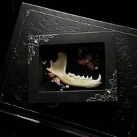 Memento Mori Raccoon Jawbone - Style 2