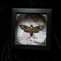 Death's Head Hawk Moth - Acherontia Lachesis - Vintage Postcard