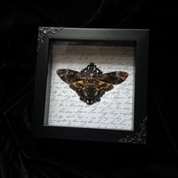 Death's Head Hawk Moth - (Acherontia Lachesis) - Script