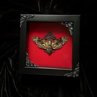 Death's Head Hawk Moth -  Acherontia Lachesis) - Red Velvet