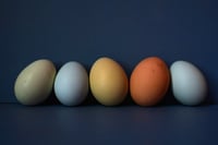 Eggs No. 5:  Eggs in Blue