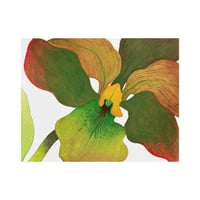 Image 2 of Orchidée verte