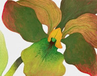 Image 1 of Orchidée verte