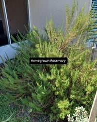 Image 3 of  Rosemary Soap Bar - $10