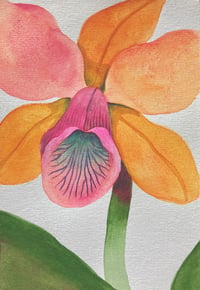Image 2 of Orchidées