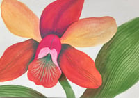 Image 3 of Orchidées