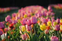 Image 1 of Tulip Field Mini Sessions
