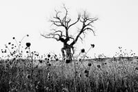 Image 1 of Simon Vansteenwinckel - Aux Ombres 10