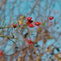 Image 4 of Wild Rosehip Infused Oil