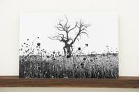 Image 2 of Simon Vansteenwinckel - Aux Ombres 10