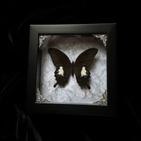 Papilio Fuscus Butterfly - Ghostly Florals