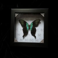 Papilio Peranthus Adamantius Butterfly - Skulls