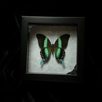 Papilio Blumei Peacock Swallowtail Butterfly - Grey