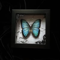Morpho Peleides Butterfly - Marble