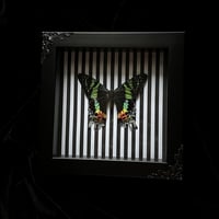 Madagascar Sunset Moth - Stripes