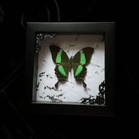 Papilio Palinurus Butterfly - Marble