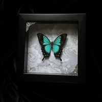 Papilio Lorquinianus Butterfly -Ghostly Floral