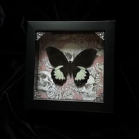 Papilio Aegeus Butterfly - Skulls & Floral