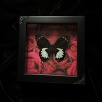 Papilio Aegeus Butterfly - Red Roses