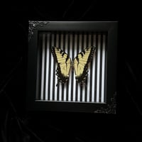 Papilio Glaucus Tiger Swallowtail Butterfly - Stripes