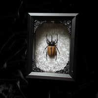 Yellow five-horned rhinoceros beetle - Grey Damsk