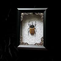 Yellow Five-Horned Rhinoceros Beetle - Script