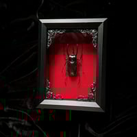 Chalcosoma Atlas Keyboh Rhinoceros Beetle - Red Velvet