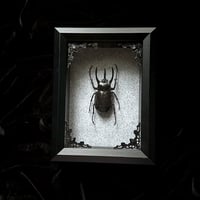 Chalcosoma Atlas Keyboh Rhinoceros Beetle - Grey Damask