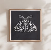 Image 1 of MOTH