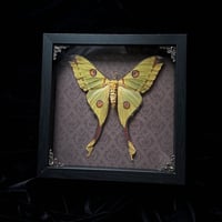 Female Argema Mittrei Comet Moth - Maroon Damask