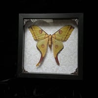 Female Argema mittrei Comet Moth - Brown Damask