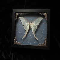 Actias Luna Moth - Starry Night