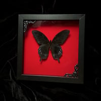  Papilio Deiphobus Butterfly - Red