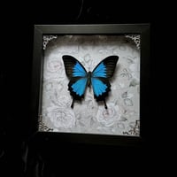 Papilio Ulysses Swallowtail Butterfly - Ghostly Floral