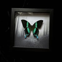 Papilio Blumei Peacock Swallowtail Butterfly - Haunted Forest