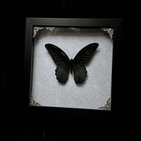 Papilio Memnon Butterfly - Spider Webs