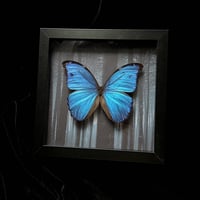Morpho Godarti Butterfly - In the Woods