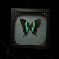 Papilio blumei peacock Swallowtail Butterfly - Emerald Damask