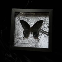  Papilio Deiphobus Butterfly - Moonlit Forest
