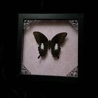 Papilio Fuscus Butterfly - Pink Damask