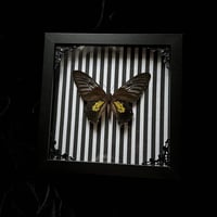 Troides plateni Birdwing Butterfly - Stripes