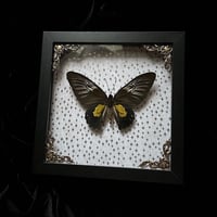Troides platenibirdwing butterfly - Gold Stars