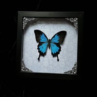 Papilio Ulysses Swallowtail Butterfly - Blue Damask
