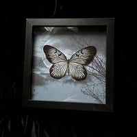 Rice Paper Butterfly - Full Moon 