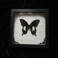  Papilio Fuscus Butterfly - White Script