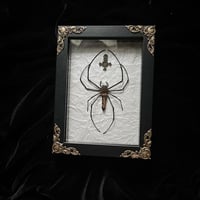 Unholy Nephilia Pilipes Orb Weaver Spider